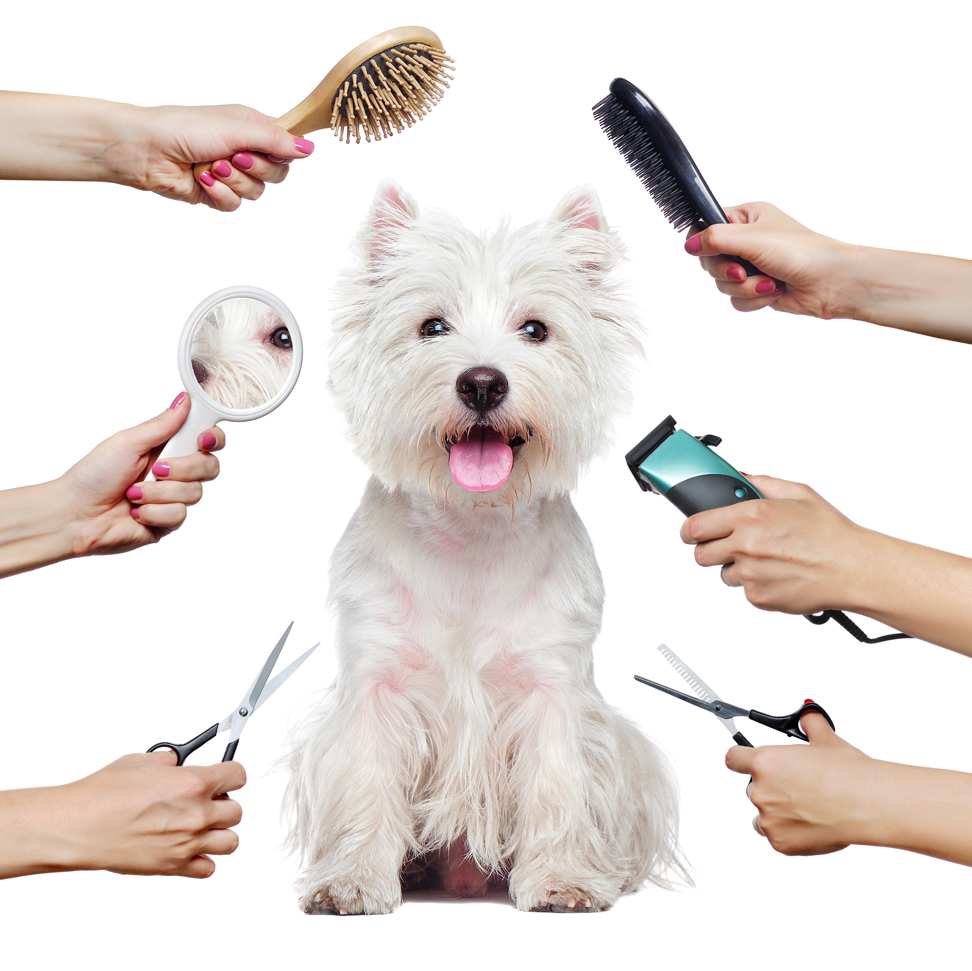 Animal / Pet Grooming Tools